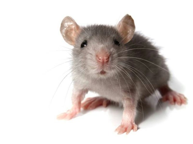 mus3.psd__mngl_20120112ab5x015,nyh_1.indd_4691.jpg image