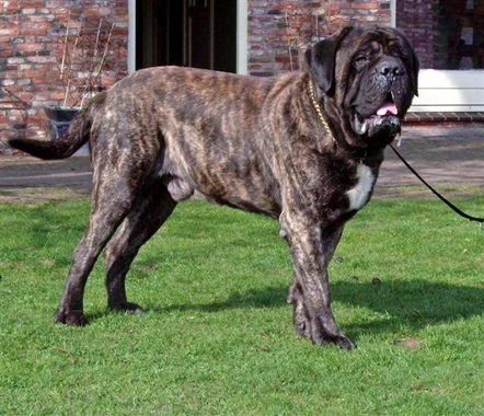 EarlyEditionTheMightyMolosser.jpg image