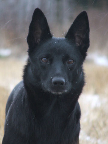 051201varga.jpeg image