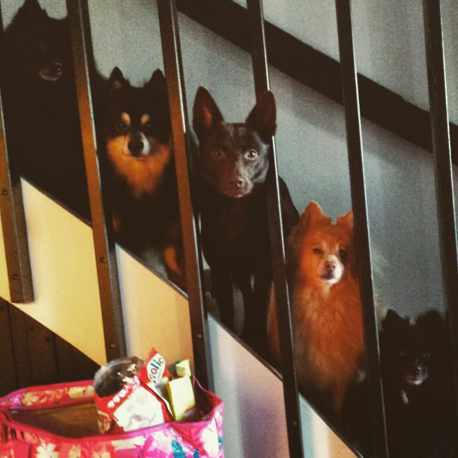 IMG_20141221_111700.jpg image