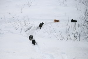 IMG_3528