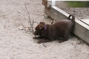 2015-04-07-lila