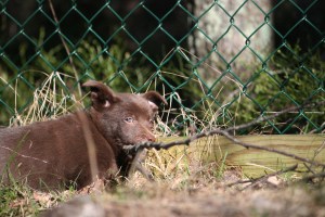 2015-04-20-asta2