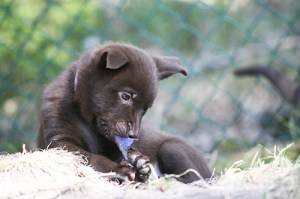 2015-04-20-kira