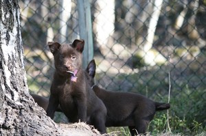 2015-04-20-kira2