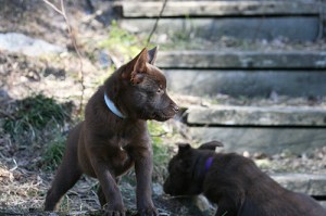 2015-04-20-stella