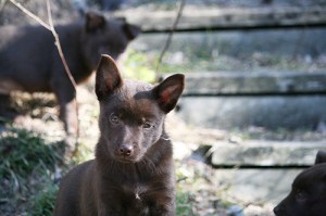2015-04-20-stella2