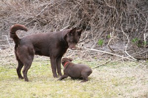 2015-04-22-gizmo-blogg2