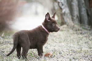 2015-04-22-kira-blogg