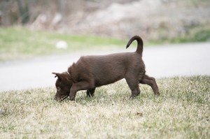 2015-04-22-kira-blogg4