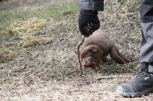 2015-04-22-Peach-blogg