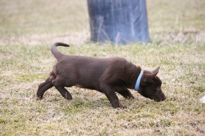 2015-04-22-stella-blogg2