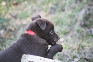 20150411-asta2