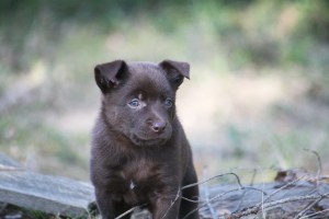 20150411-stella