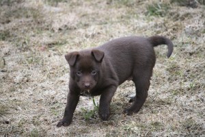 20150412-asta