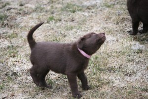 20150412-kira2