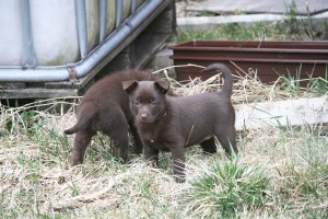 20150412-kirastella2