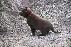 20150413-asta