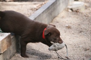 20150413-asta2