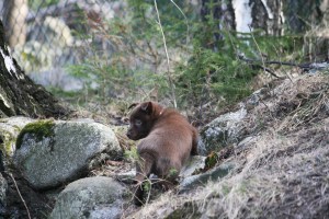 20150413-kira2