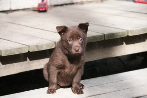 20150413-kira3