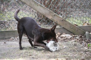 20150413-lilja
