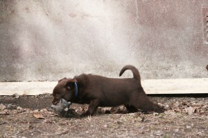 20150413-stella