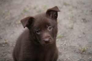 20150414-kira
