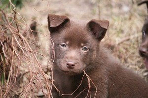 20150417-kira2