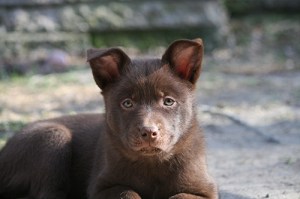 20150421-kira