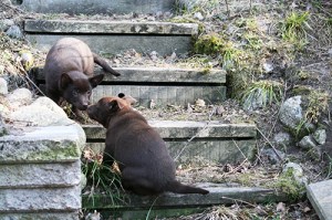 20150421-stellaasta2blogg
