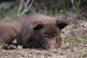 20150424-kira-blogg
