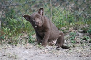 20150424-kira-blogg3