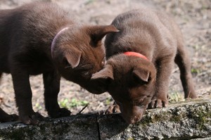 20150424-kiraasta-blogg