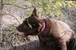 20150424-peach-blogg