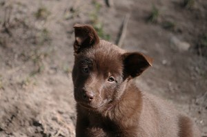 20150424-peach-blogg3