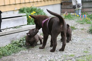 2015-05-12-litenkira-blogg
