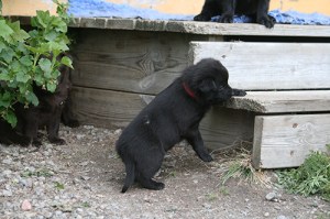 2015-05-12-röd-blogg