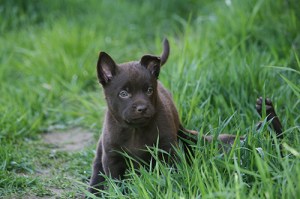2015-05-18-grön1-blogg