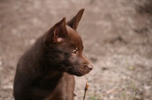 20150430-kira-blogg