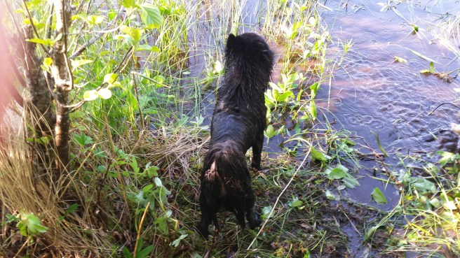 20150621_172635.jpg image