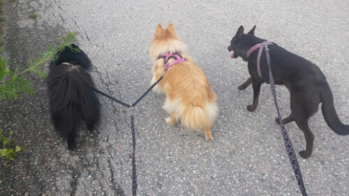 20150730_173849.jpg image