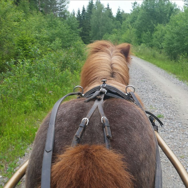 IMG_20150701_110546.jpg image