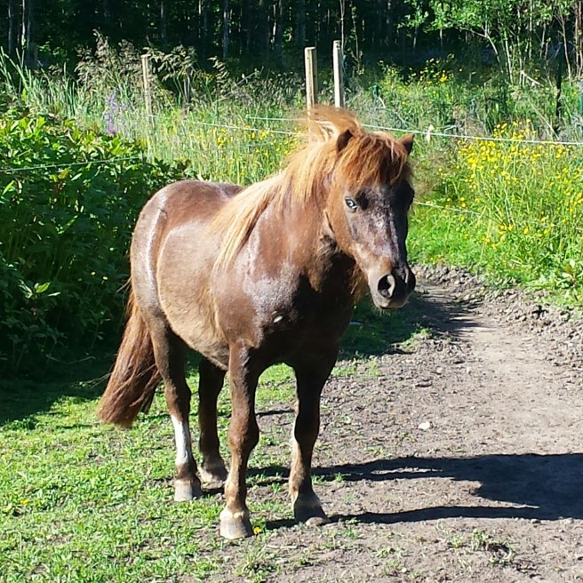 IMG_20150703_081951.jpg image