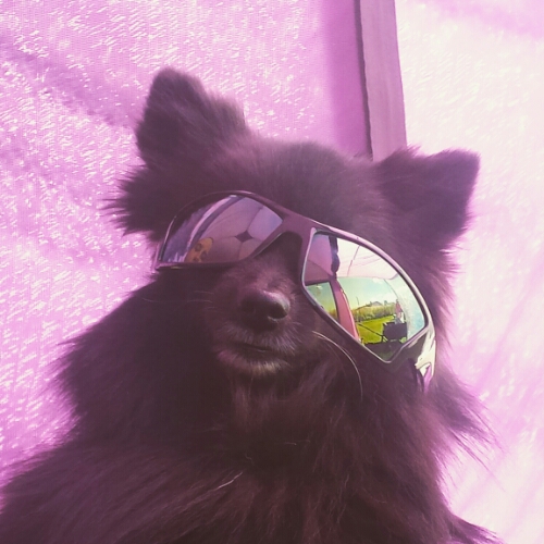 IMG_20150815_141800.jpg image