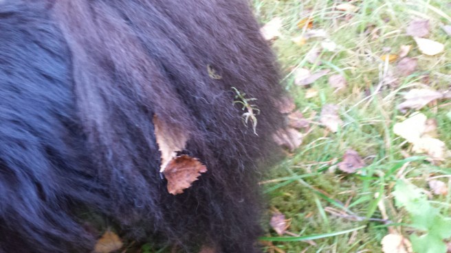 20151006_154440.jpg image