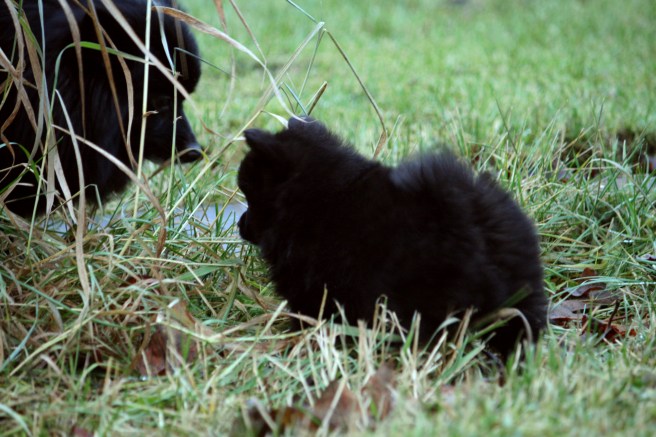 20151206_panther