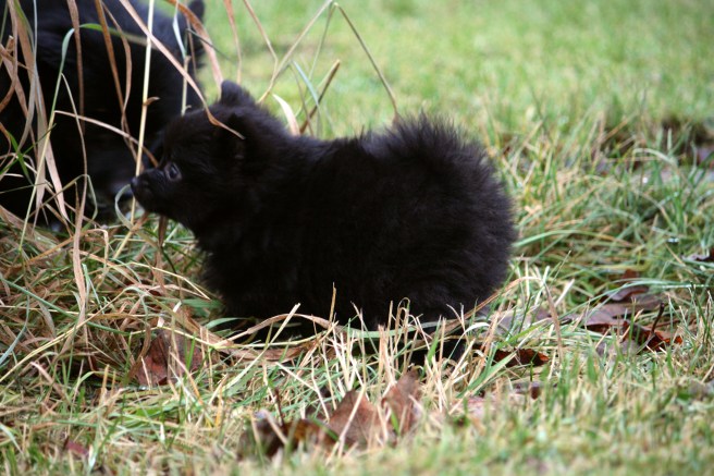 20151206_panther3