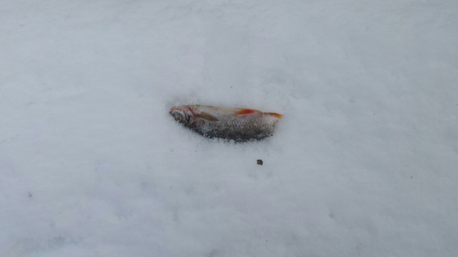 20160301_152927.jpg image