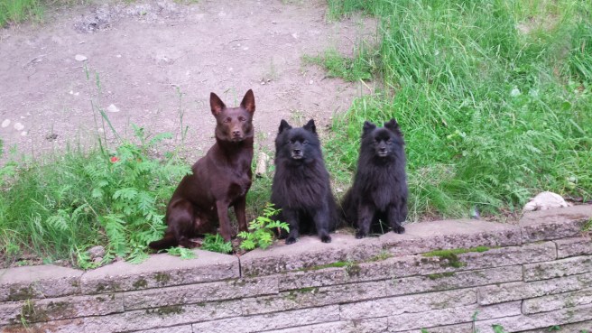 20160619_211459(0).jpg image